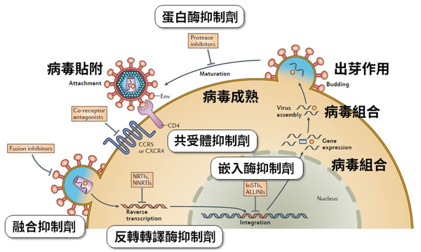 常见抗病毒药物的机理与抗生素的作用机理在原则上是一样的,就是针对