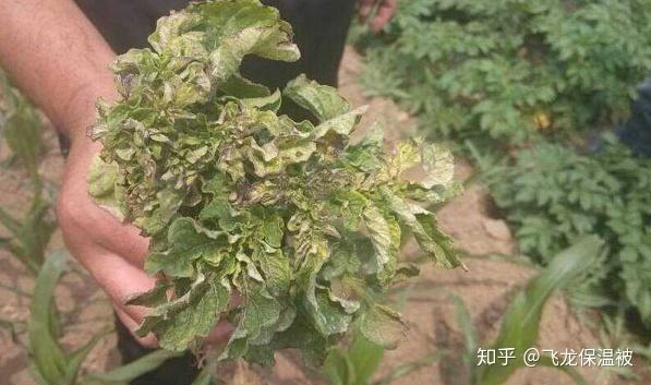 马铃薯病毒病的原因及防治方法