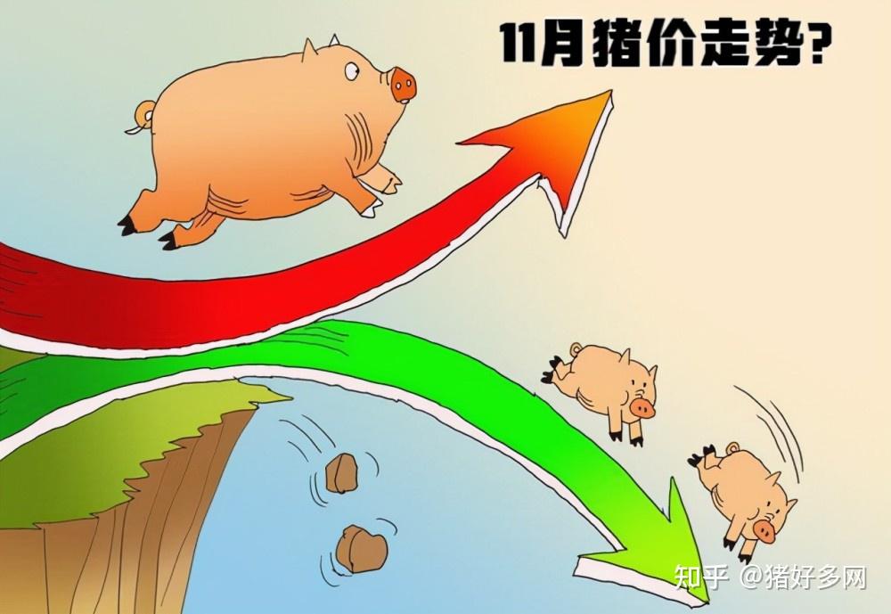 11月2日全国猪价11月猪价还要弱势走高业内人士9元以上