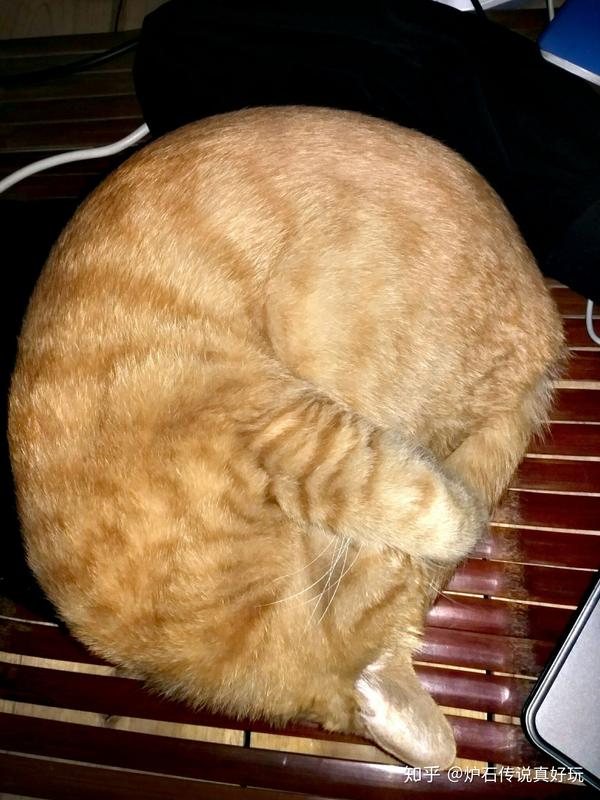 养一只巨能吃的橘猫是怎样的体验?