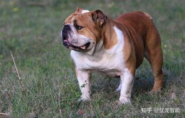 深圳智能优宠有限公司:10种世界上最贵的宠物狗狗品种