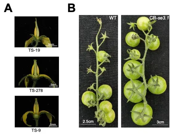 plantcell华中农业大学番茄团队揭示番茄从异花授粉向自花授粉演变的