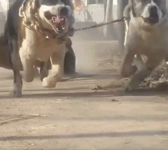 你知道女生养大狗,对男朋友有什么坏处呢?