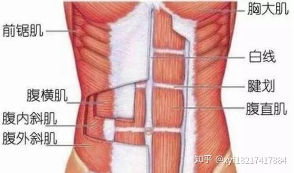 腹部肌肉包括:腹直肌,腹外斜肌,腹内斜肌和腹横肌.