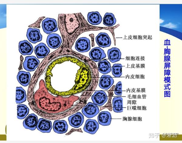 重点: 淋巴细胞的特性; 淋巴细胞的分类; 胸腺的组织学结构