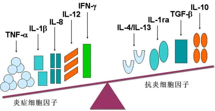 细胞因子cytokine的机制与胞内流式检测