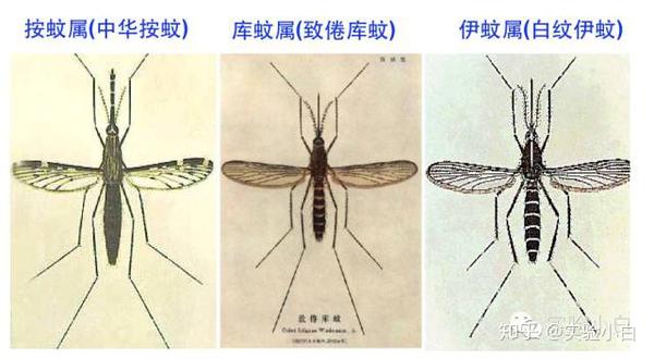 以按蚊属,伊蚊属和库蚊属最为著名. 蚊子的一生