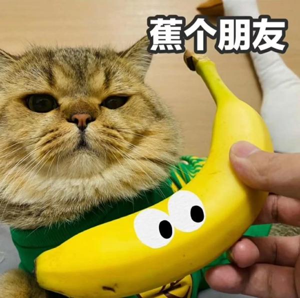 香蕉与猫可爱表情包