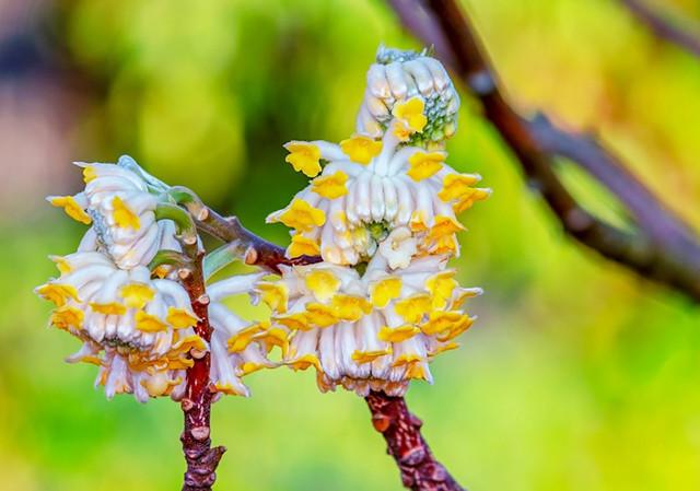 院栽结香花幸福自来