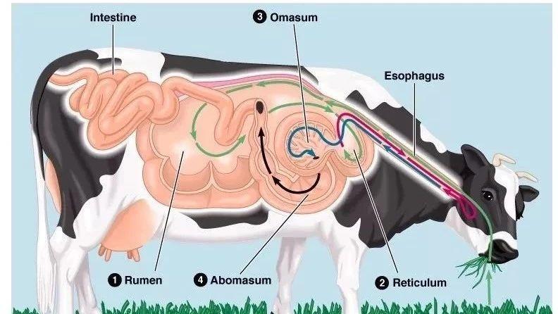 动物营养101单胃vs反刍不同动物的消化生理有何异同