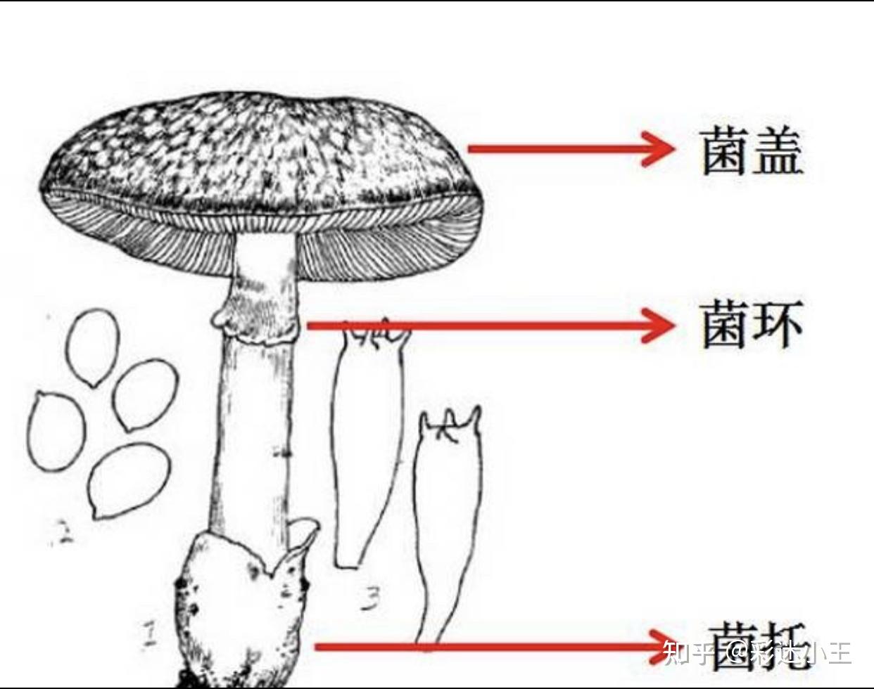 如何看待广东祖孙3人食用毒蘑菇致死常见毒蘑菇有哪些红伞伞白杆杆的