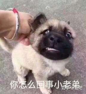 大概现在只有这么多沙雕表情包,哈哈哈