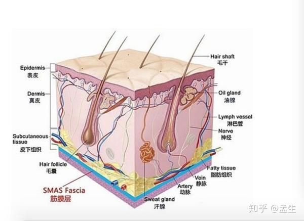 (visceral fascia system—内脏筋膜系统