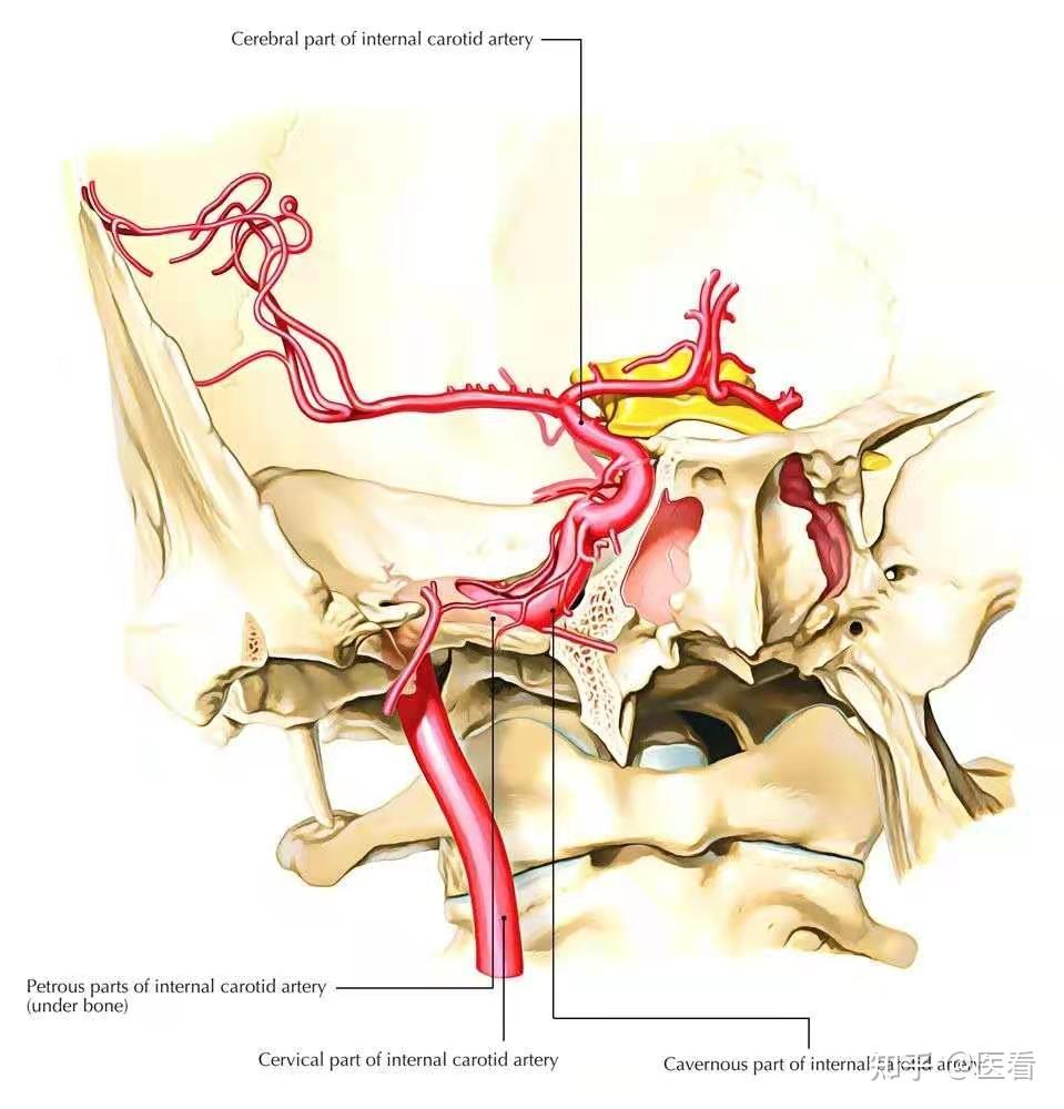 67精美解剖图谱颈内动脉的走行分段分支