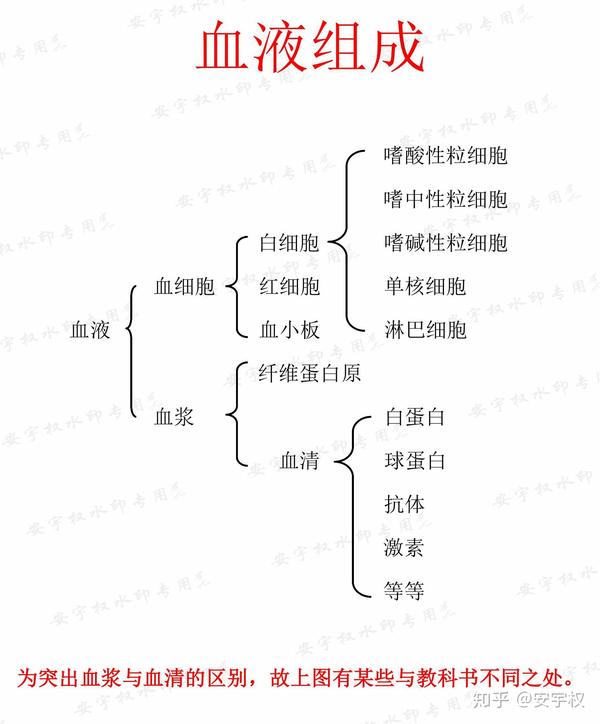 血液组成安宇权作