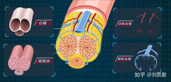 阴茎增大,增硬,增粗的原理,科学训练但不一定适合你