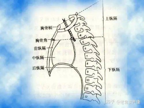 其上界为胸廓上口,下界为胸骨角至第四胸椎体下缘的平面,前方为胸骨