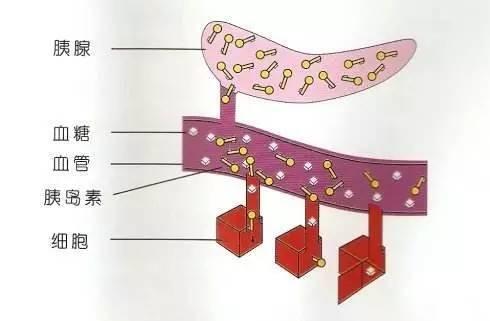 健康管理师,生酮四年,每天分享生酮知识,"全网同名" 内分泌系统依赖三