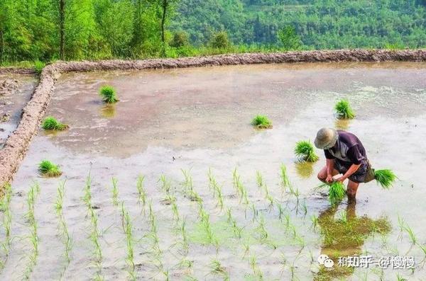 大米是怎么来的