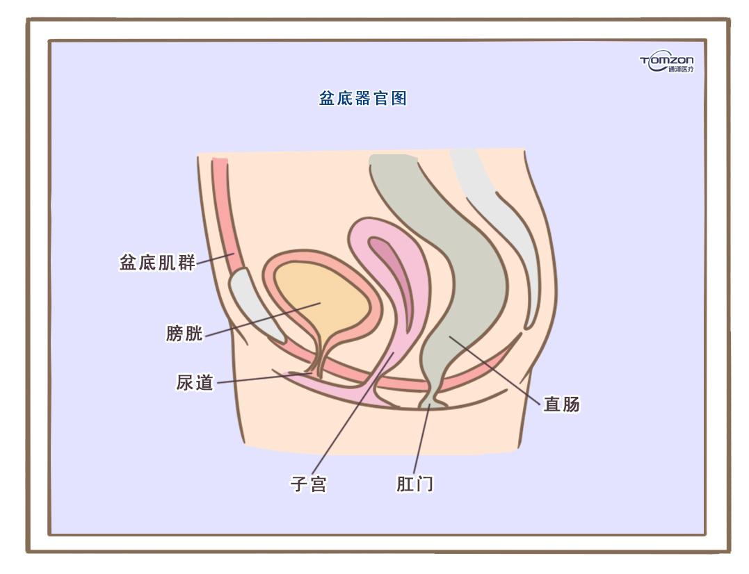 Ⅱ肌纤维最大肌力,盆腔脏器承托能力,排尿功能以及性功能,均明显不如