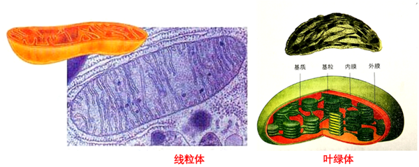 为什么叶绿体和线粒体这两种细胞器有很多相似之处?