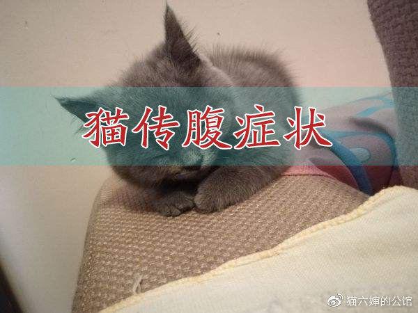 猫传腹全称"猫传染性腹膜炎"是由冠状病毒变异而在腹腔组织发炎,就是