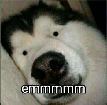 有哪些沙雕表情包?