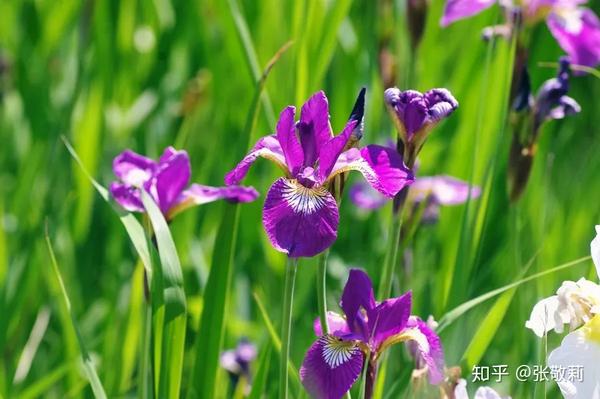 中文名:西伯利亚鸢尾 拉丁学名: iris sibirica 赏花地点:原产欧洲