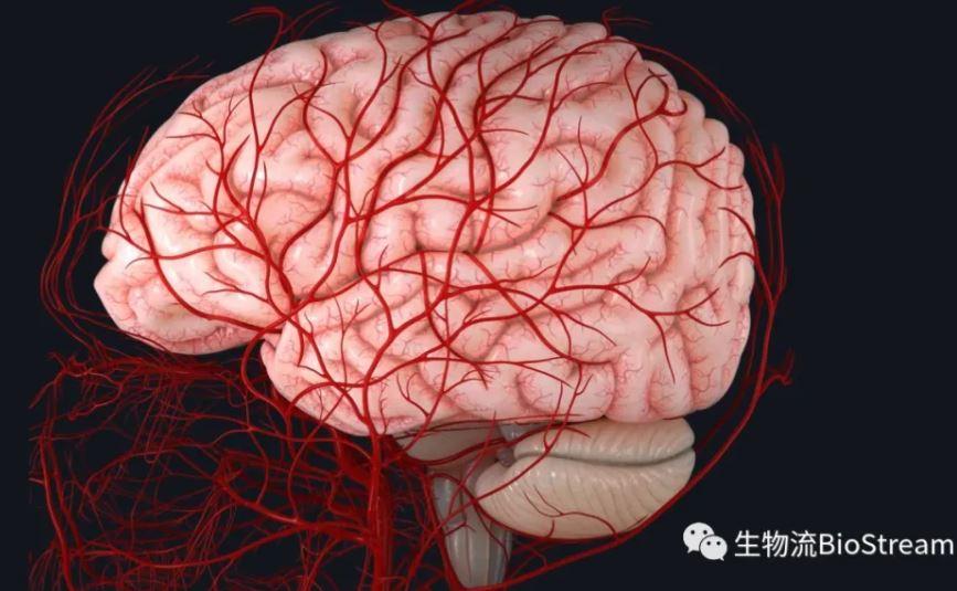 大脑的动脉供血系统是一个宏大且精细的工程