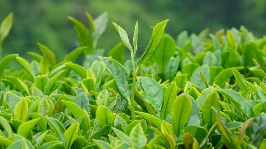 中文名:英山云雾茶 外文名:yingshan yunwu tea 籍贯:湖北省黄冈