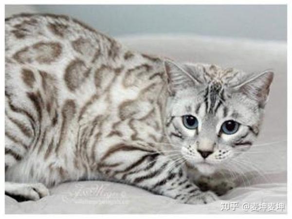 孟加拉豹猫所有色系color超级详解