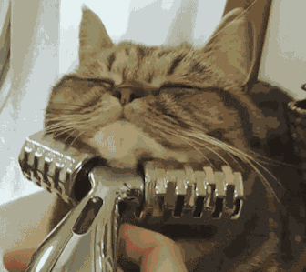 当很多猫咪都会情不自禁地高耸屁股,将尾巴竖起来,那是它很舒服的