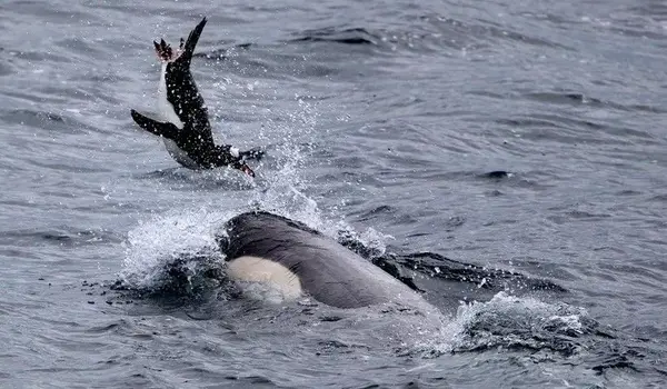 哲拉什虎鲸捕食巴布亚企鹅 (图片来源:aboutanimals.com)