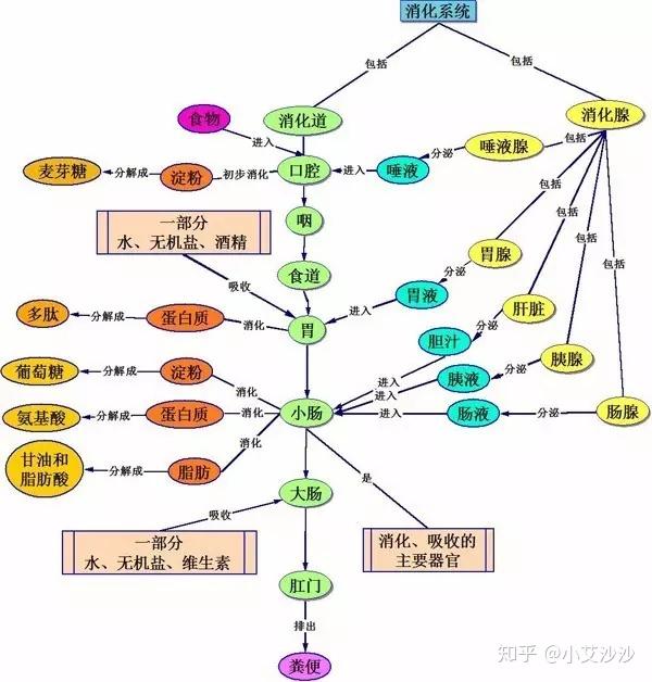 沙棘可以控制消化系统疾病原理