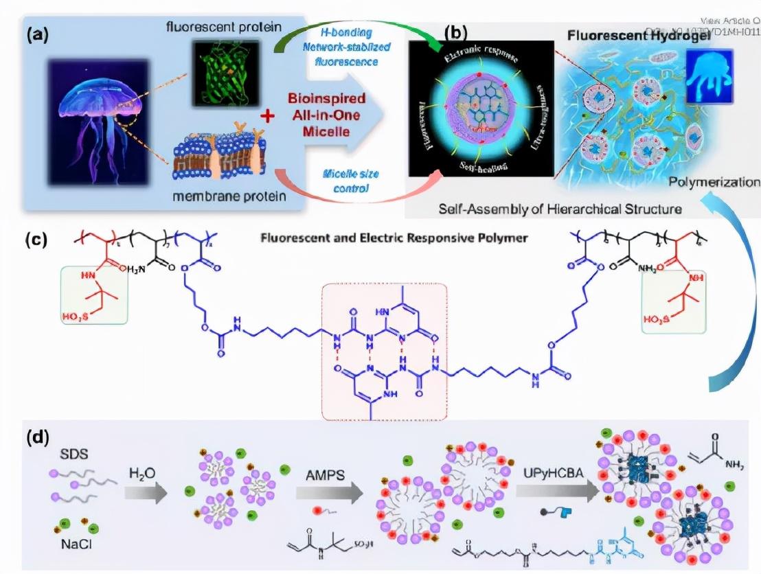 南开大学孙平川通过仿生多合一分层胶束的荧光电响应和超韧自愈水凝胶