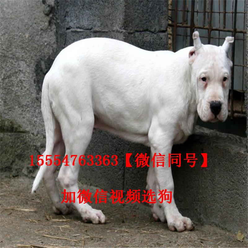 杜高幼犬价格杜高犬价格