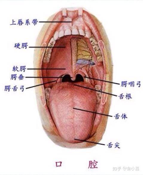 打开口腔,其实就是让我们的口腔立起来,创造一个良好的口腔环境,它是