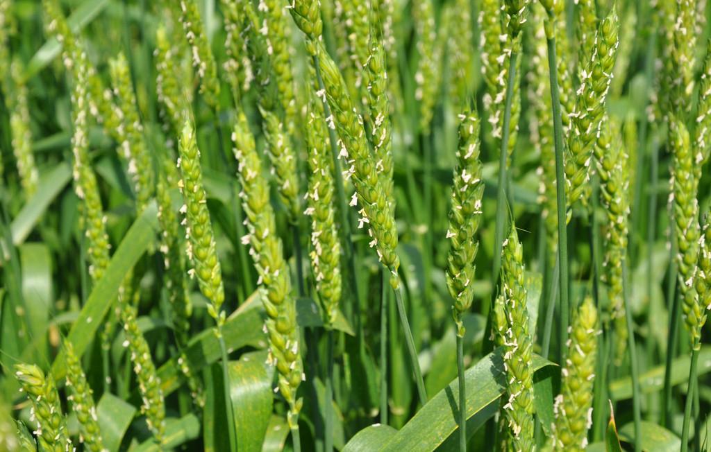 目前,黄淮海地区大部分麦田小麦已进入抽穗扬花阶段,离小麦收获仅有