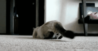 416_218gif 动态图 动图