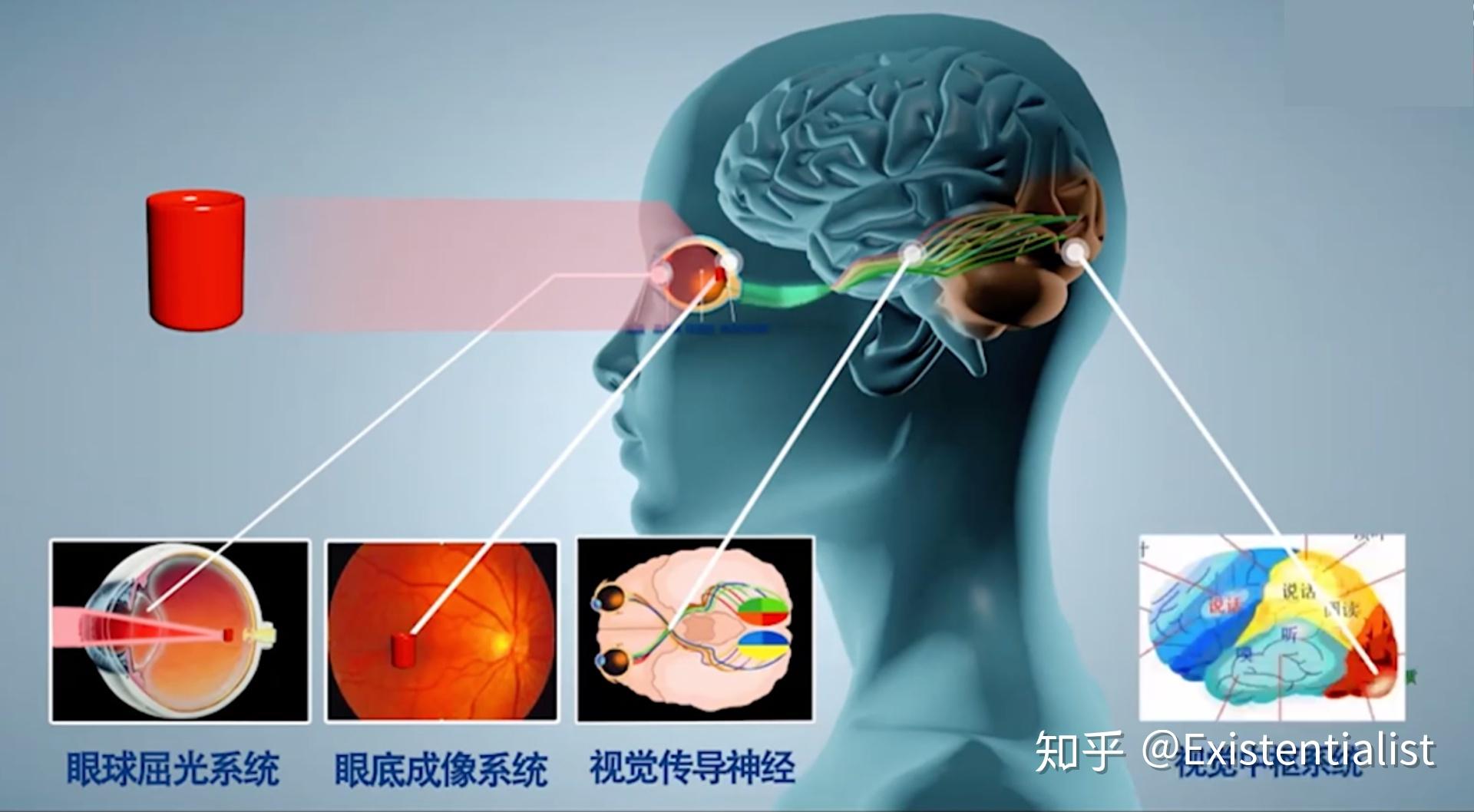 光觉信息进行分析,整合,转换,以脉冲微电信号的方式,经过视觉传导神经