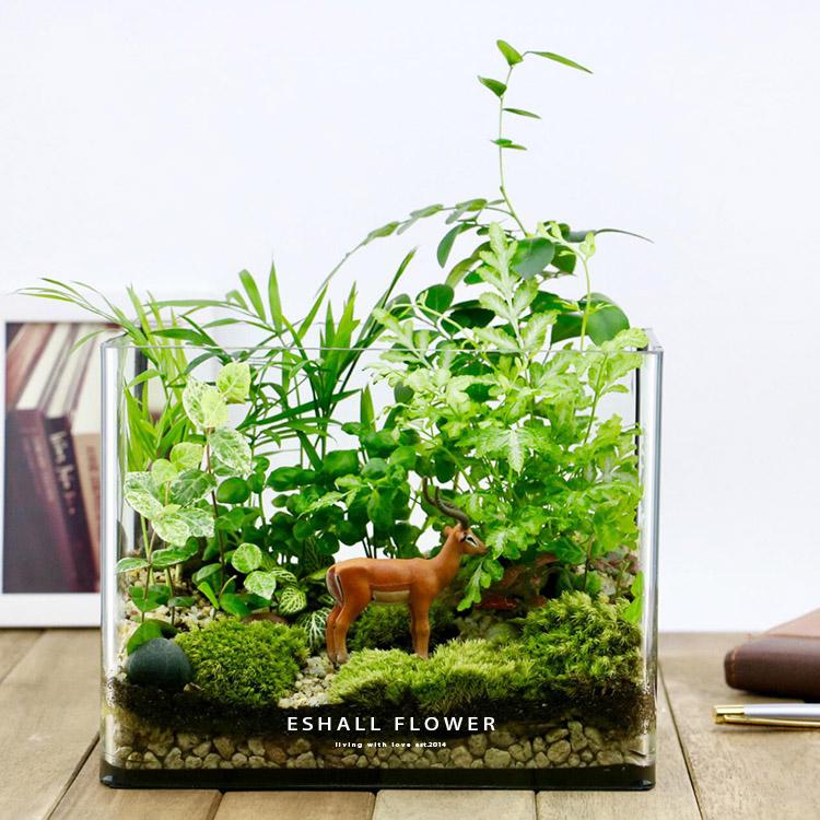 「苔藓微景观」捧"森林"回家吧