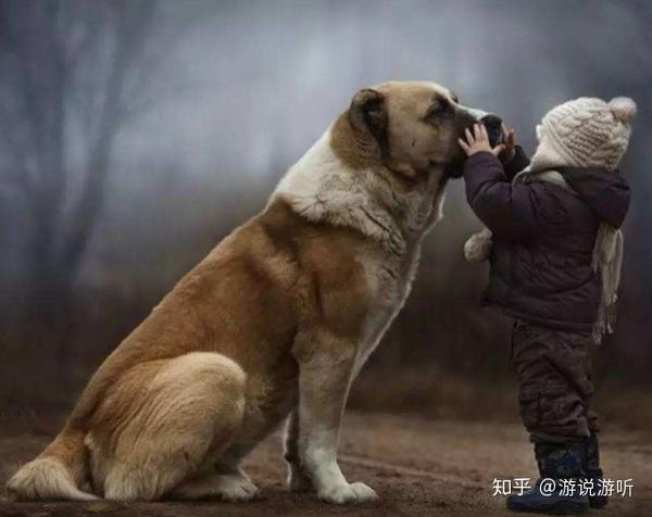 智人驯化狼变成家犬的历史,堪比现代人类文明的历史.