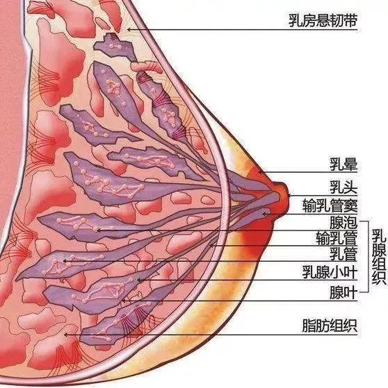 乳头凹陷还能继续母乳喂养吗?答案就在这里!