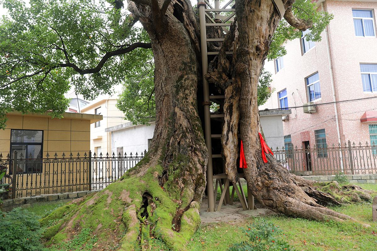 第一站:前童镇竹林村,千年樟树王 樟树,是宁波市的市树.