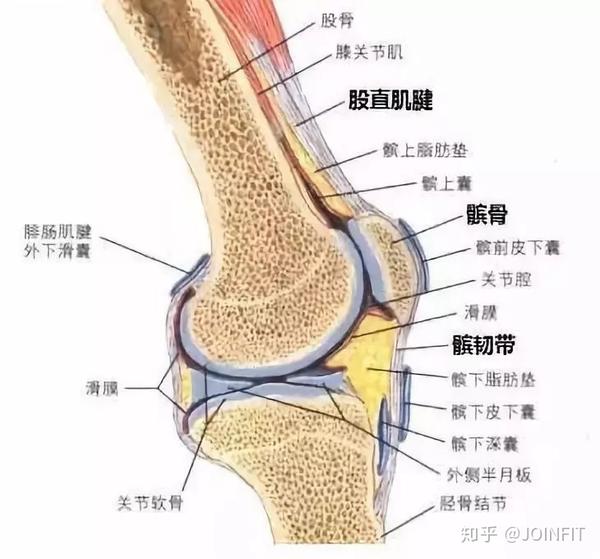 跳跃膝:髌腱炎