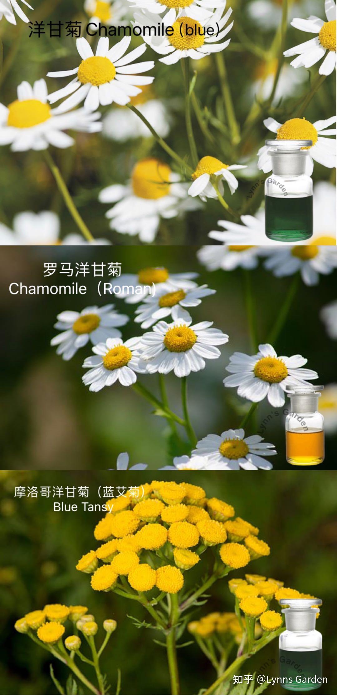 洋甘菊有三个品种用于精油萃取:德国洋甘菊,罗马洋甘菊和摩洛哥洋