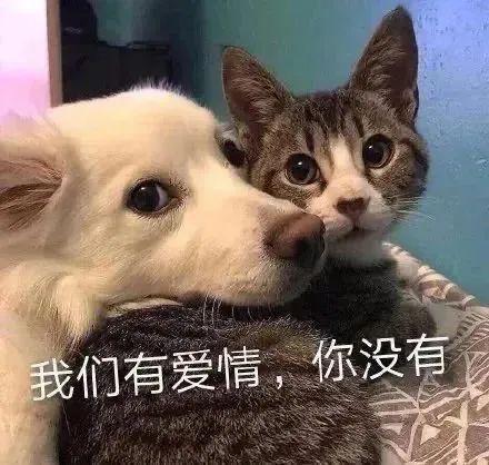 搞笑表情包 | 我是你的小傻瓜咩