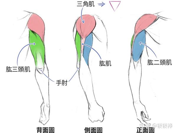 简化肱二头肌时,可以把它画成拉长的椭圆形.