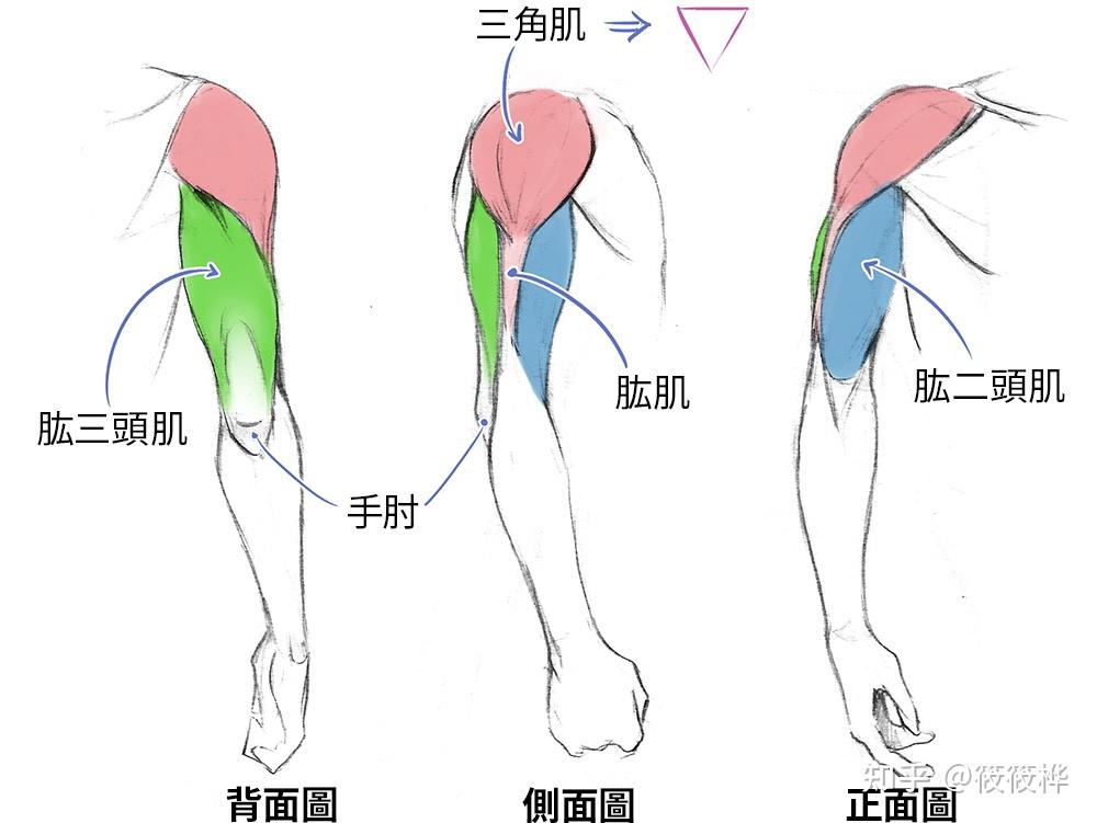 在三角肌的尖端位置可以看见肱肌.