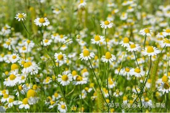 花朵类精油7罗马洋甘菊德国洋甘菊温暖的保护毯